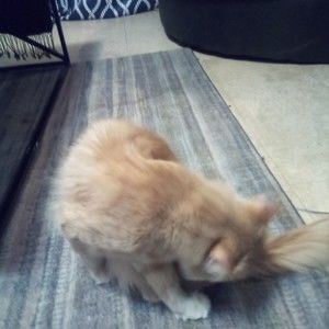 Meet your Posher, Thomas